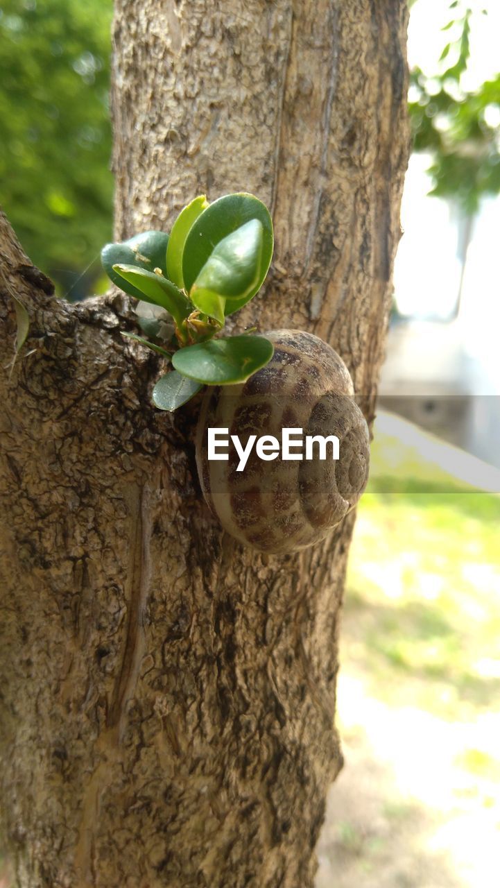 CLOSE-UP OF FRESH GREEN PLANT