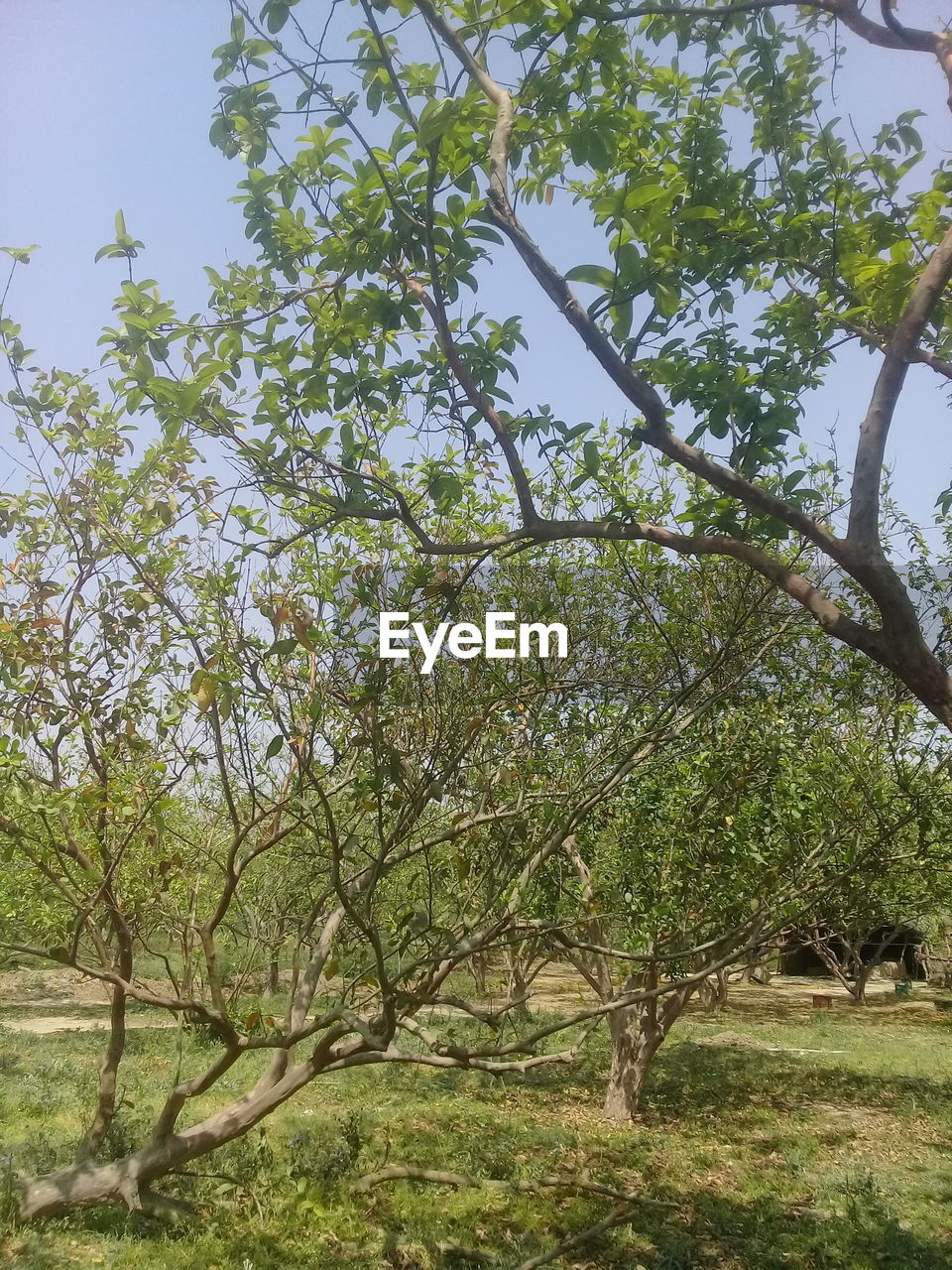 LOW ANGLE VIEW OF BRANCHES AGAINST SKY