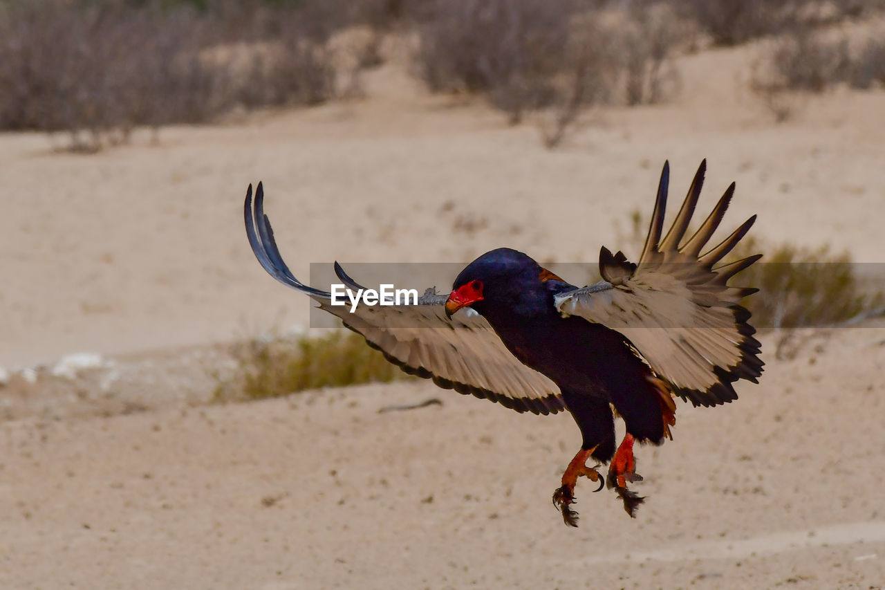 CLOSE-UP OF A BIRD FLYING