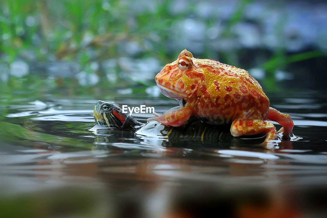 animal themes, animal, water, animal wildlife, wildlife, one animal, swimming, nature, lake, no people, selective focus, fish, outdoors, reptile, reflection, day, underwater