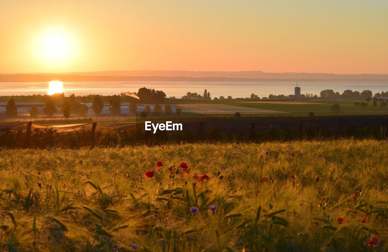 Scenic view of field against sky during sunset