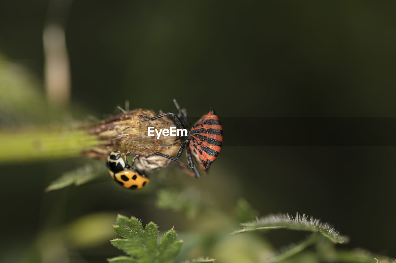 BUTTERFLY ON FLOWER