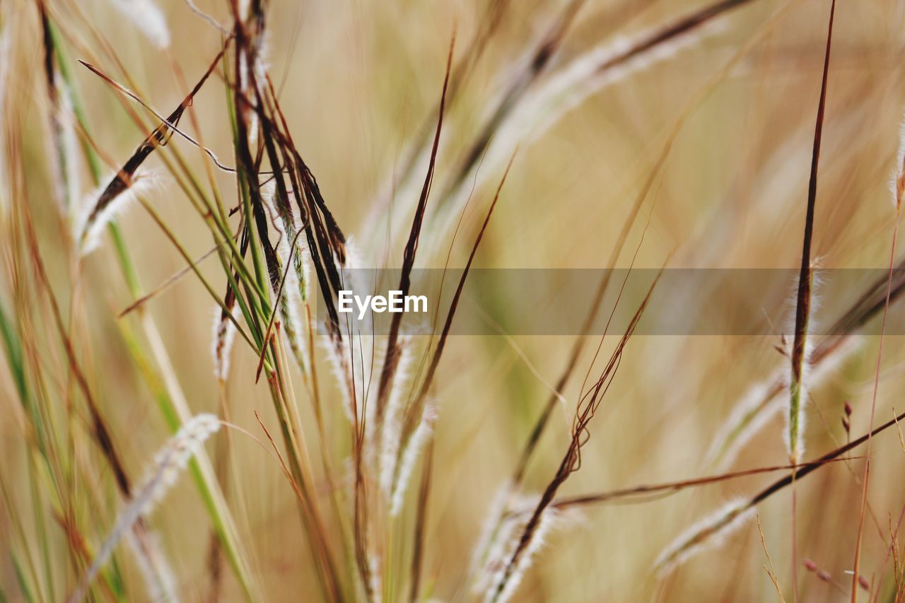 Close-up of stalks