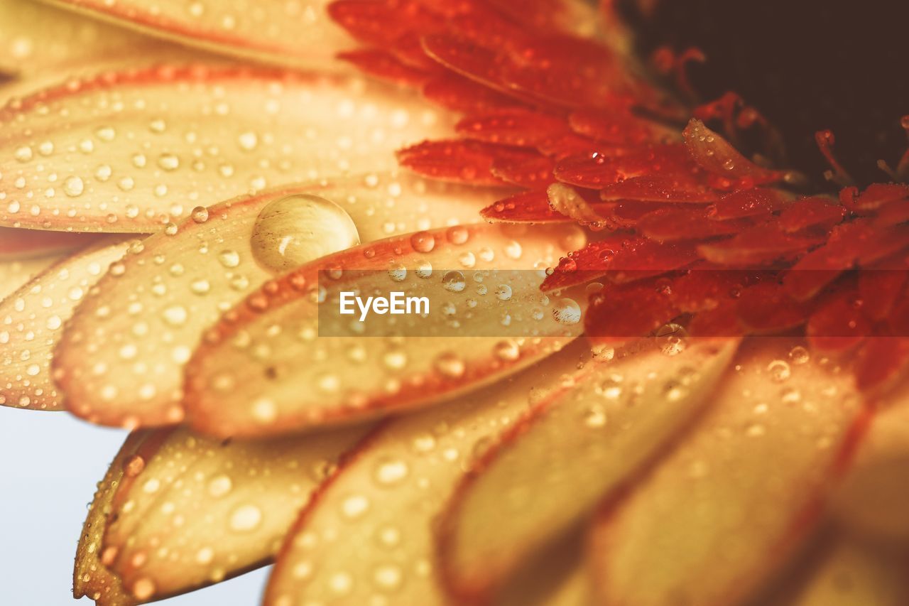 Close-up of raindrops on orange flower