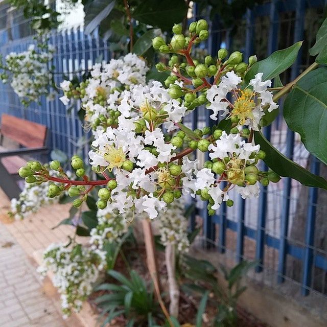 CLOSE-UP OF WHITE FLOWERS BLOOMING IN PARK