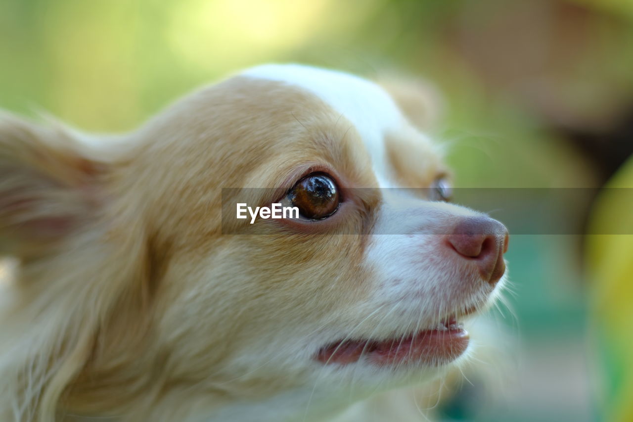 Close-up of a dog looking away