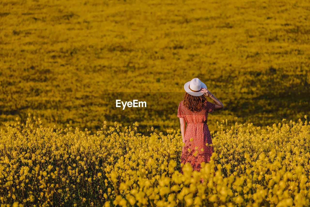 Woman in the hat in a mustard field, view from the back.