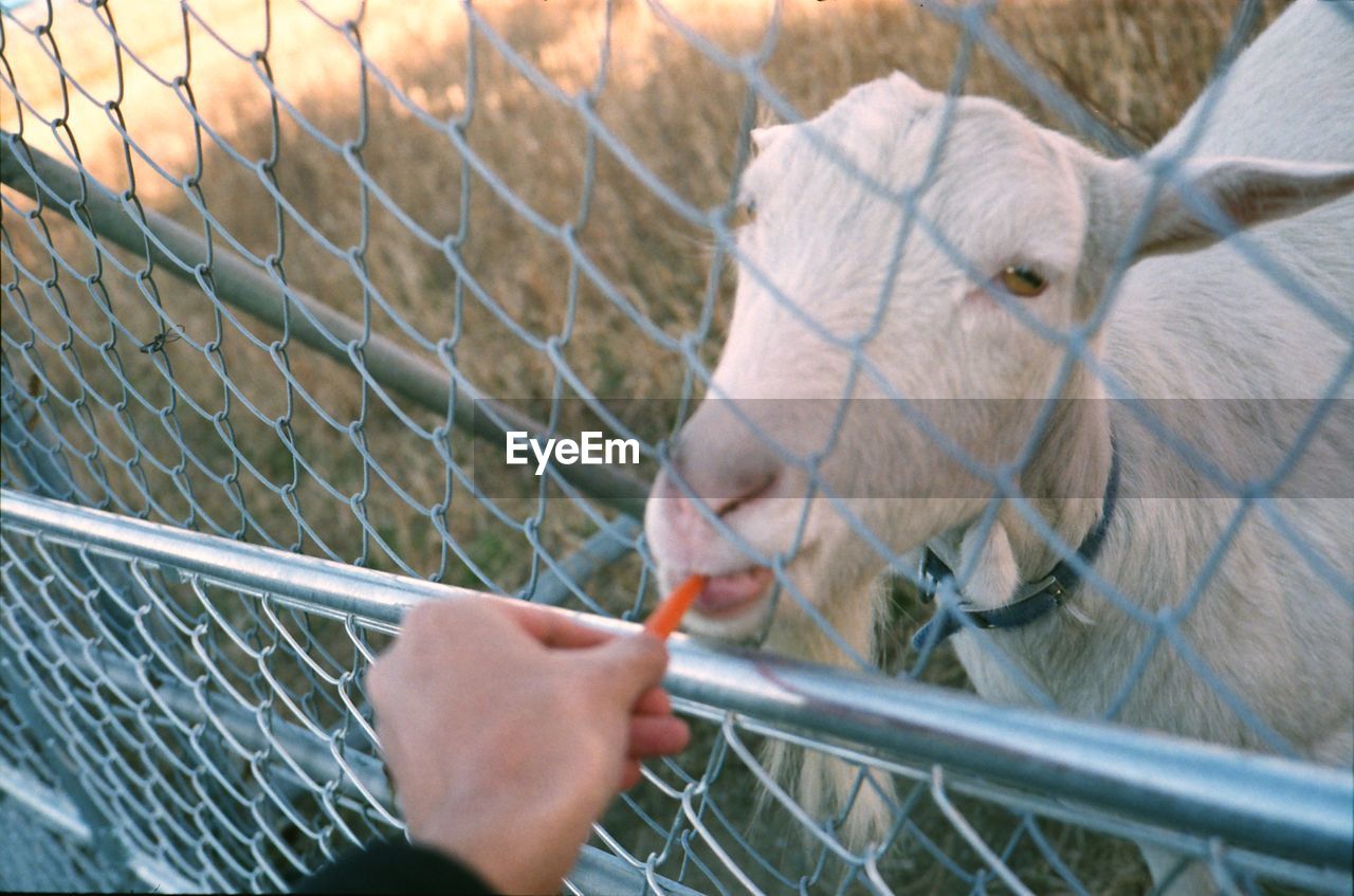 Close-up of hand feeding goat 