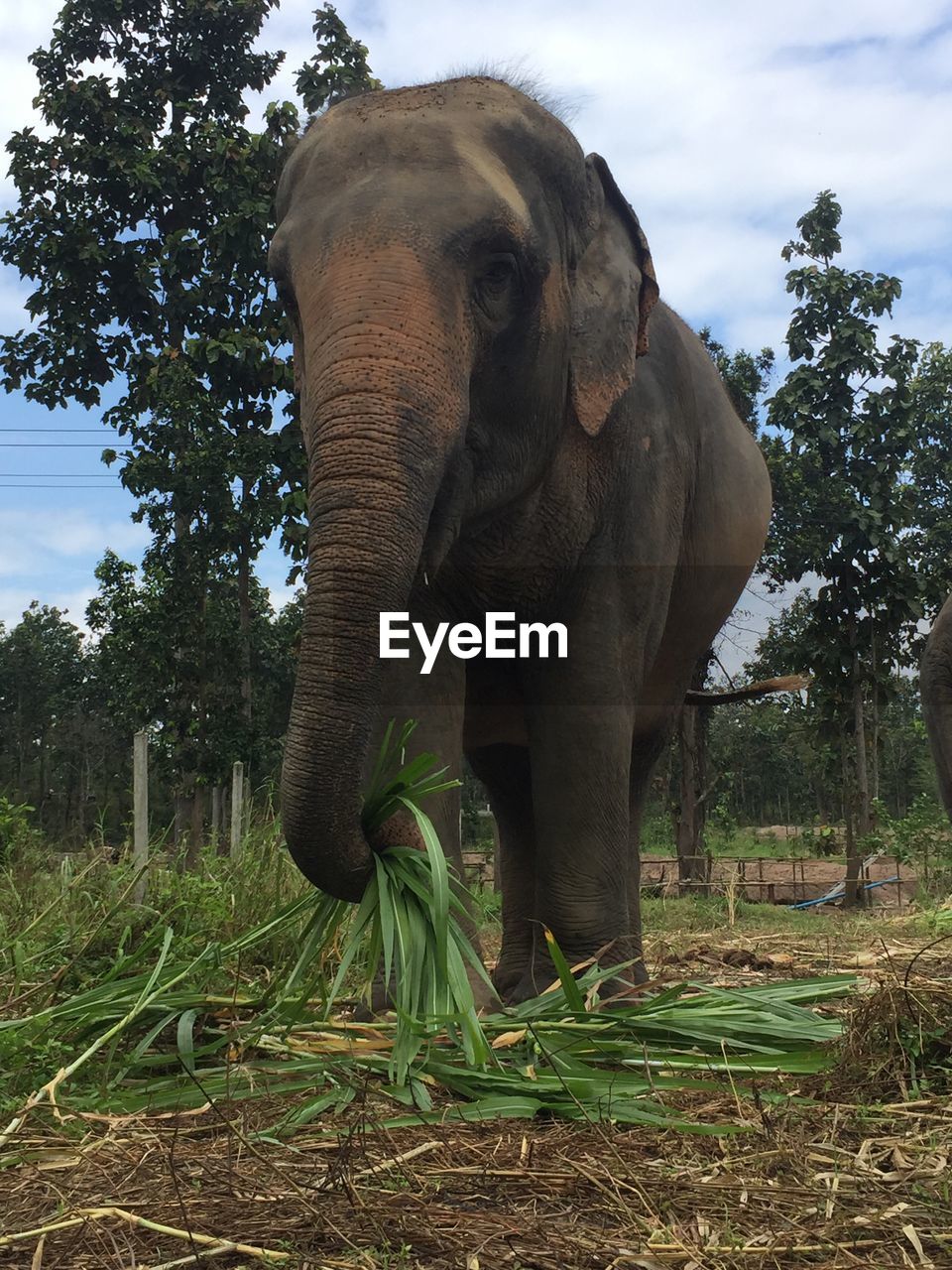 Elephant in a field