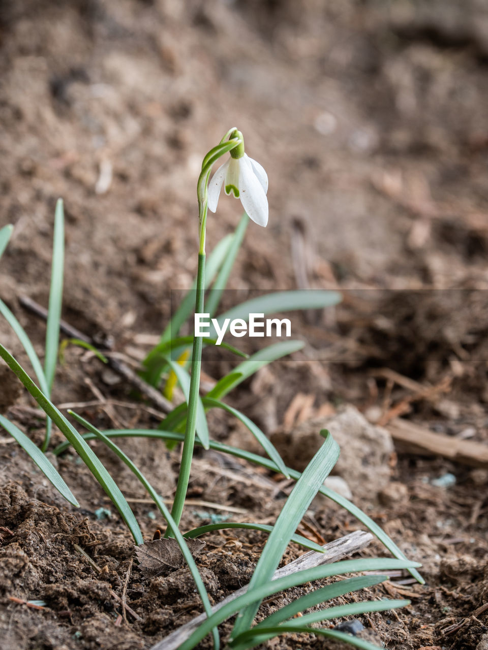 CLOSE-UP OF GREEN PLANT ON FIELD