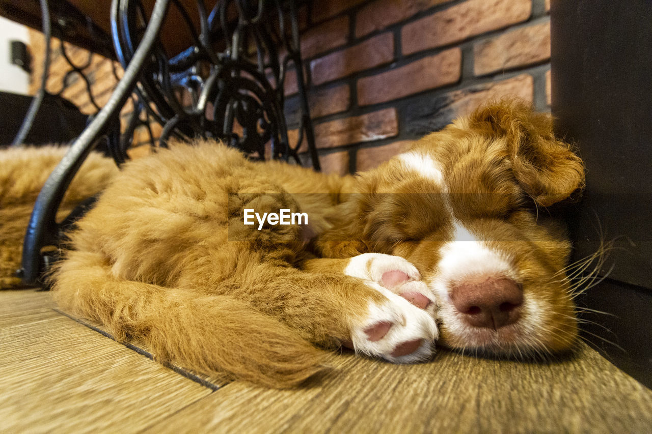 CAT SLEEPING IN A DOG