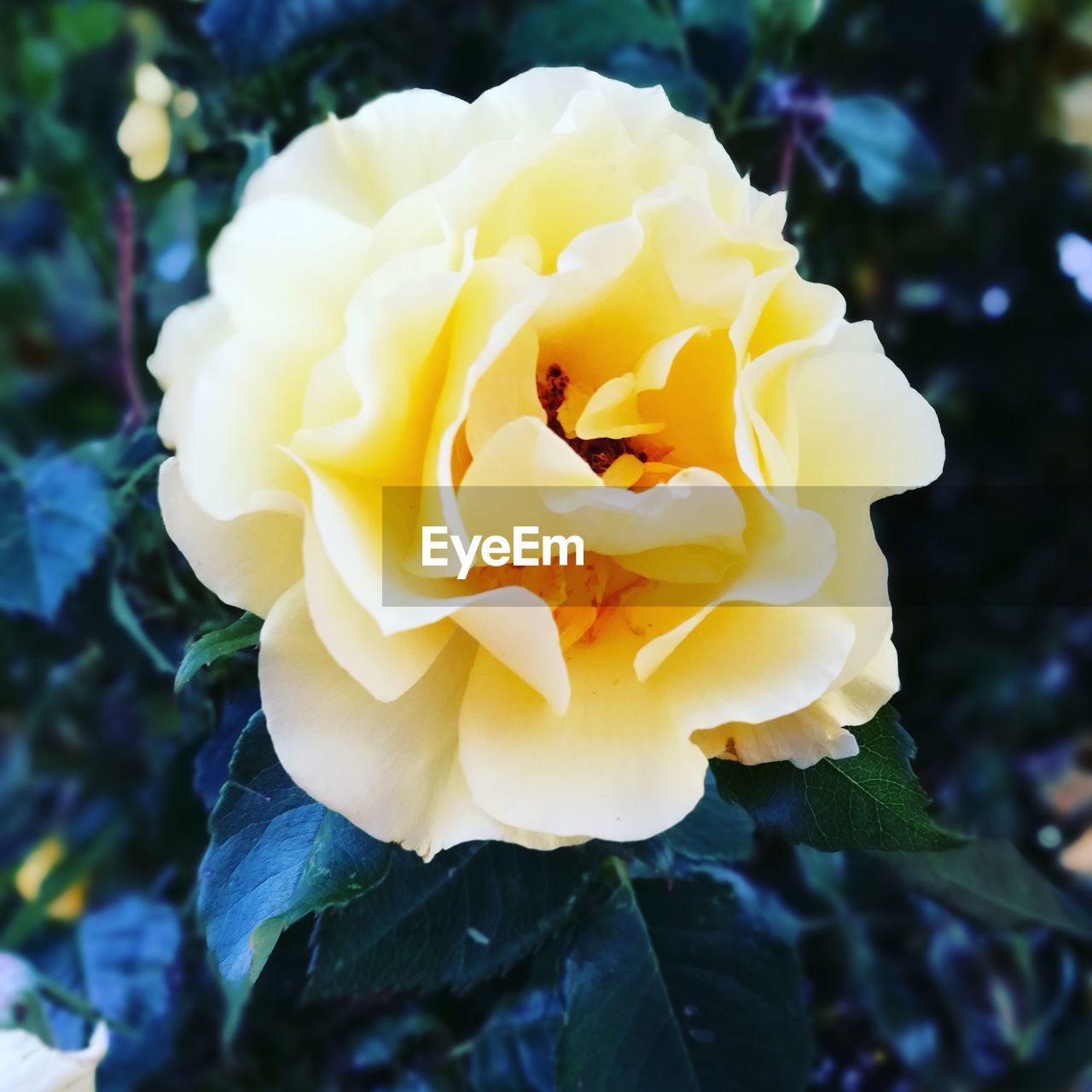 CLOSE-UP OF YELLOW ROSE BLOOMING