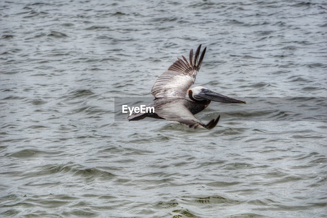 BIRD SWIMMING IN SEA
