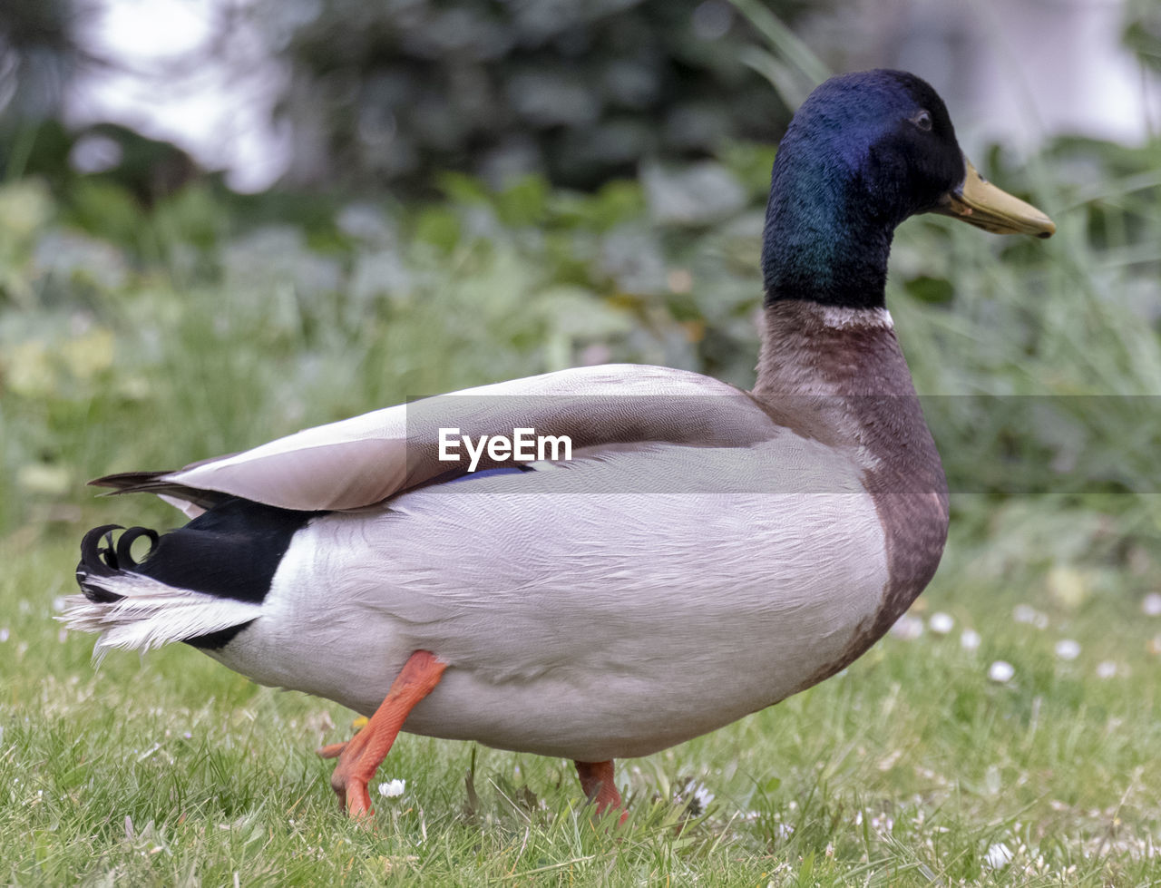 animal themes, animal, bird, animal wildlife, wildlife, ducks, geese and swans, water bird, duck, beak, one animal, grass, nature, goose, plant, no people, mallard, day, feather, poultry, outdoors, side view, full length, beauty in nature, animal body part, water, focus on foreground