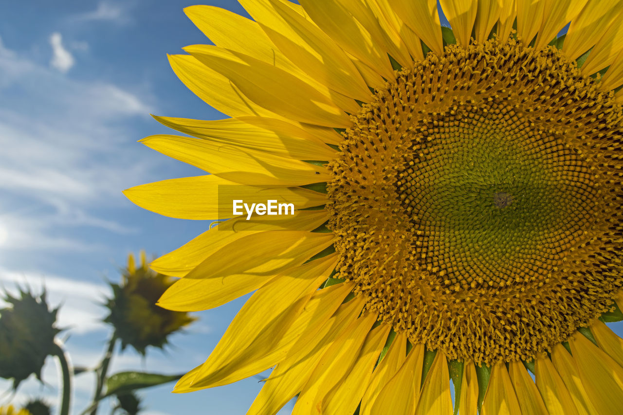 Extreme close-up of sunflower