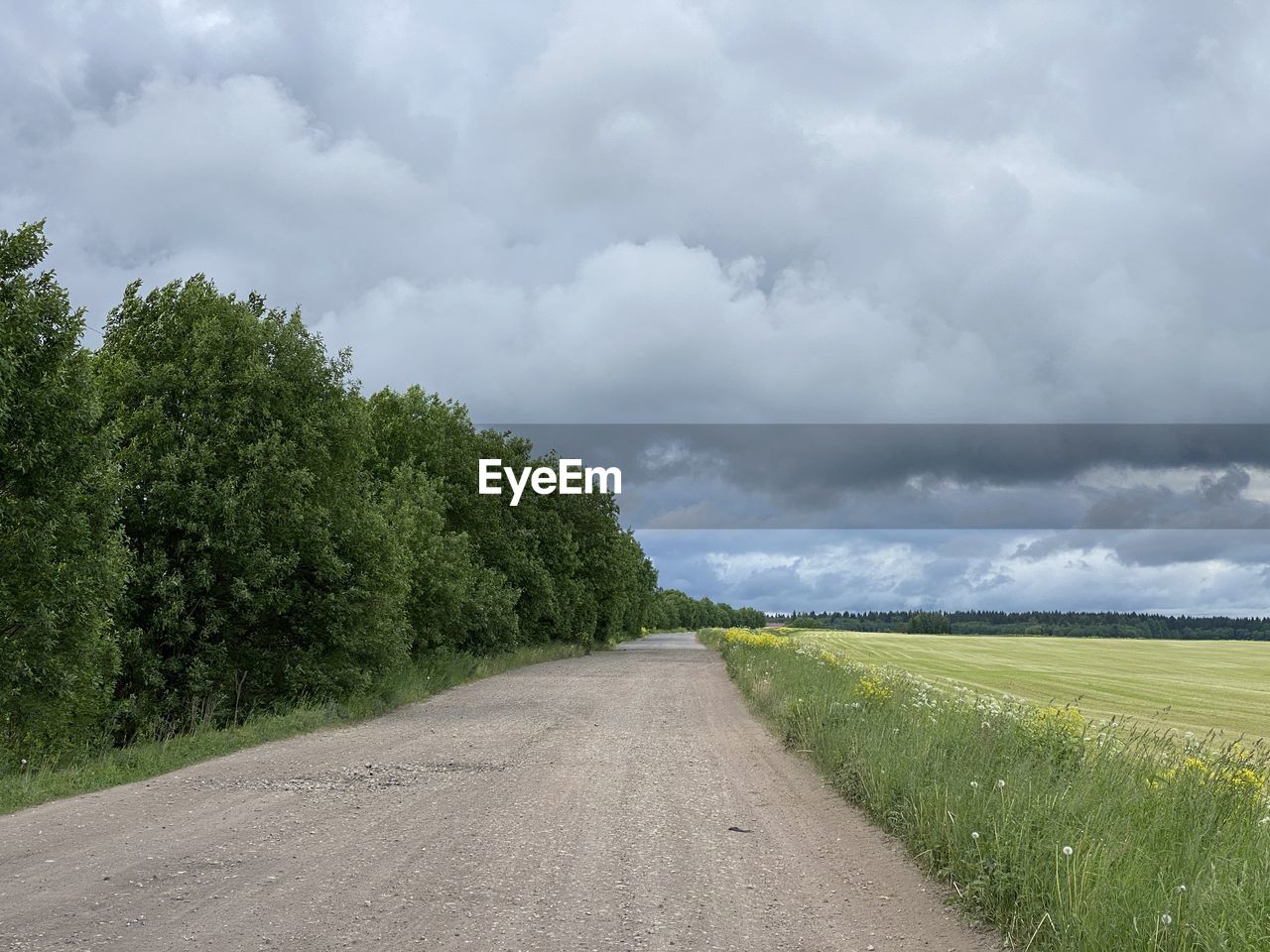 ROAD AMIDST TREES AND PLANTS AGAINST SKY