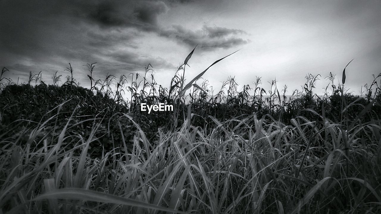 SCENIC VIEW OF GRASSY FIELD AGAINST CLOUDY SKY