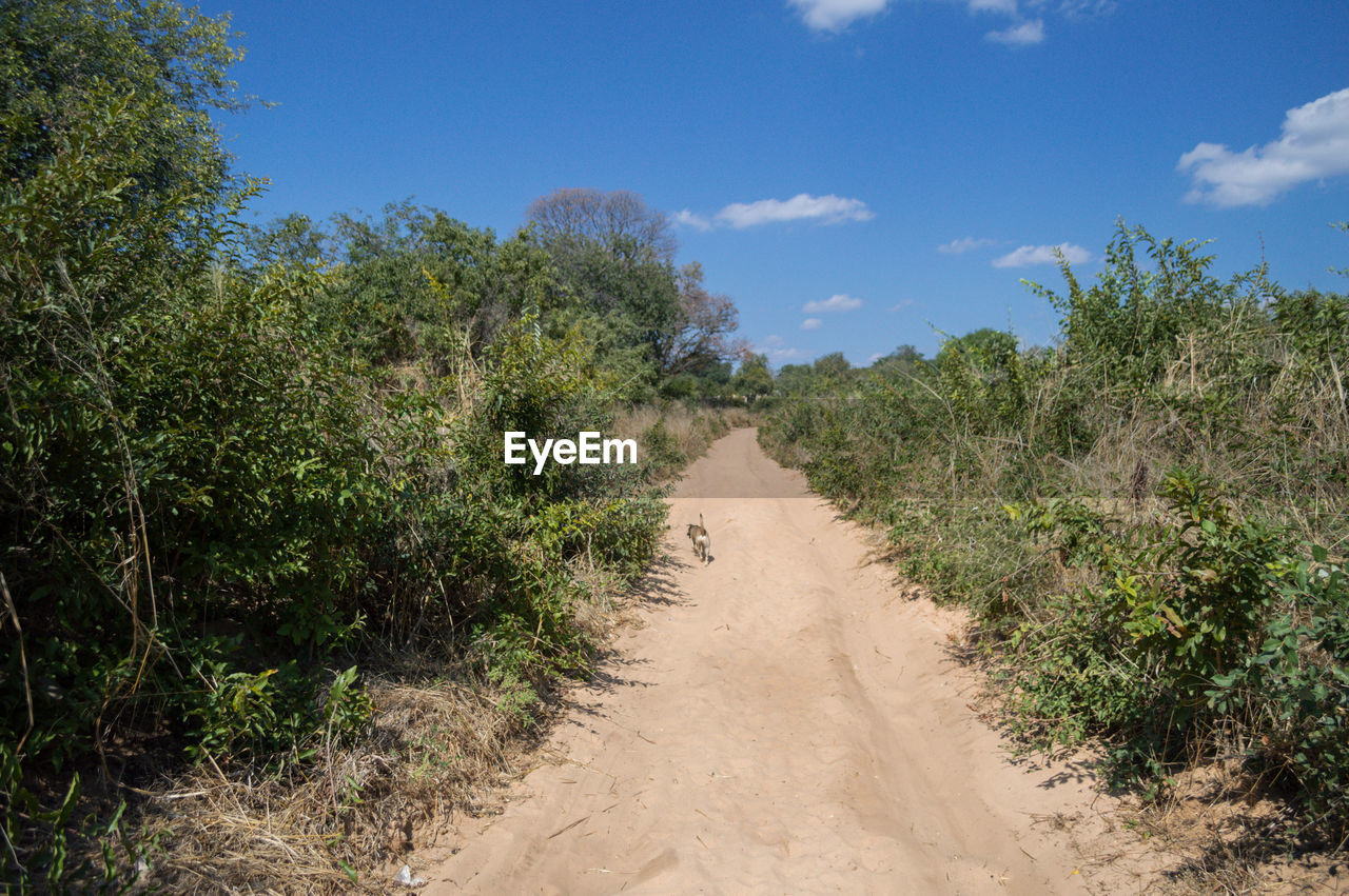 DIRT ROAD ALONG PLANTS AND TREES