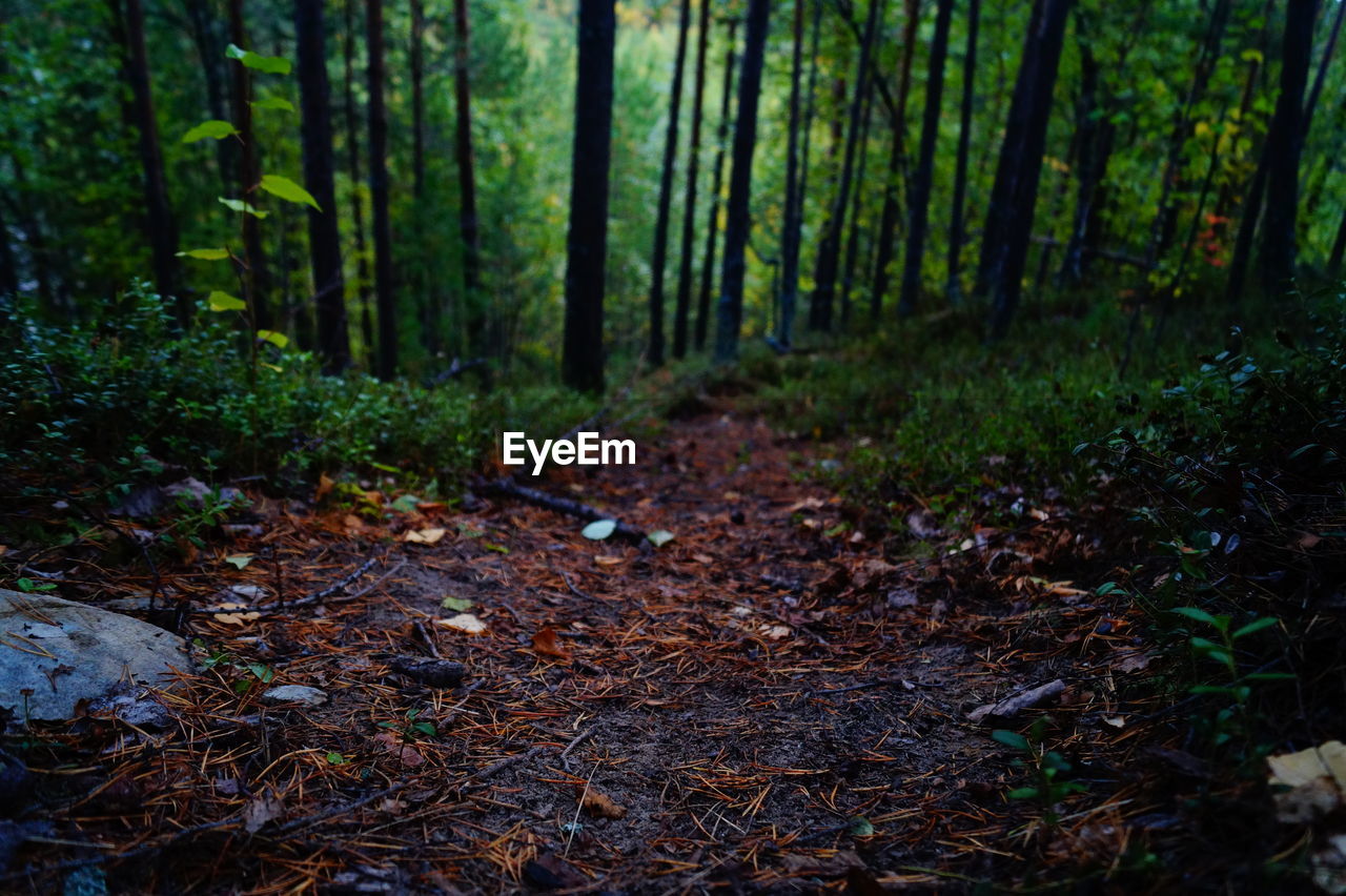 VIEW OF TREES IN FOREST