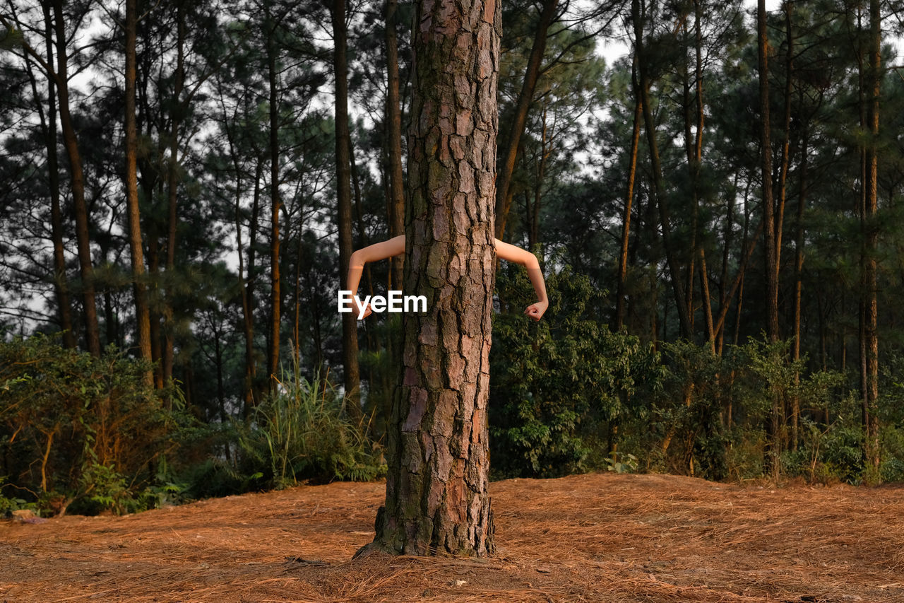 Person flexing muscles while standing behind tree at forest