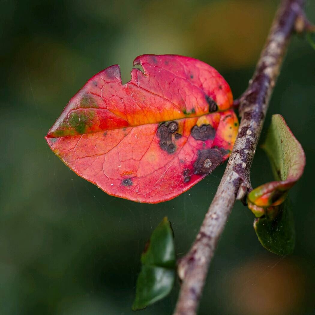 CLOSE-UP OF RED LEAVES