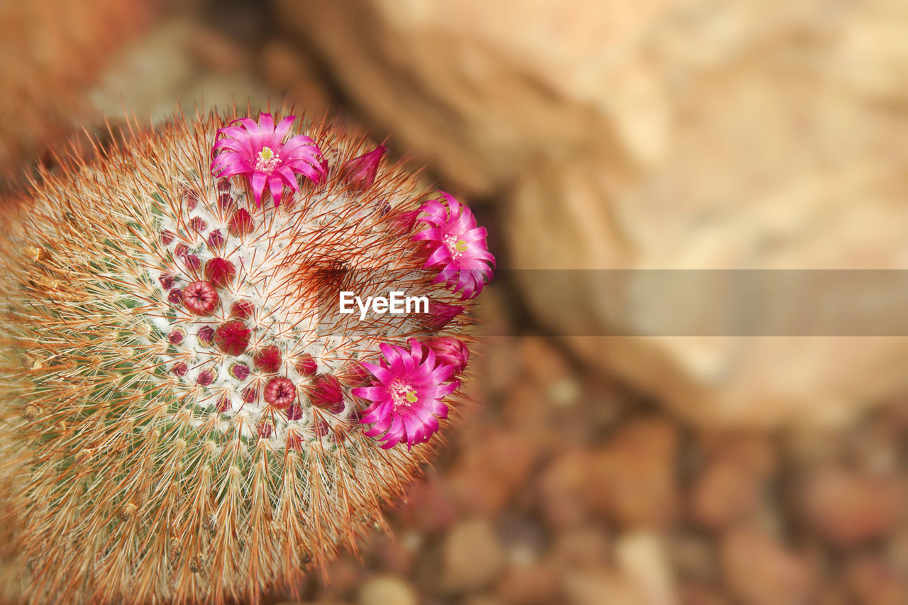 close-up, flower, macro photography, flowering plant, plant, nature, beauty in nature, freshness, no people, pink, growth, petal, thorn, flower head, outdoors, inflorescence, focus on foreground, succulent plant, cactus, fragility, day, animal