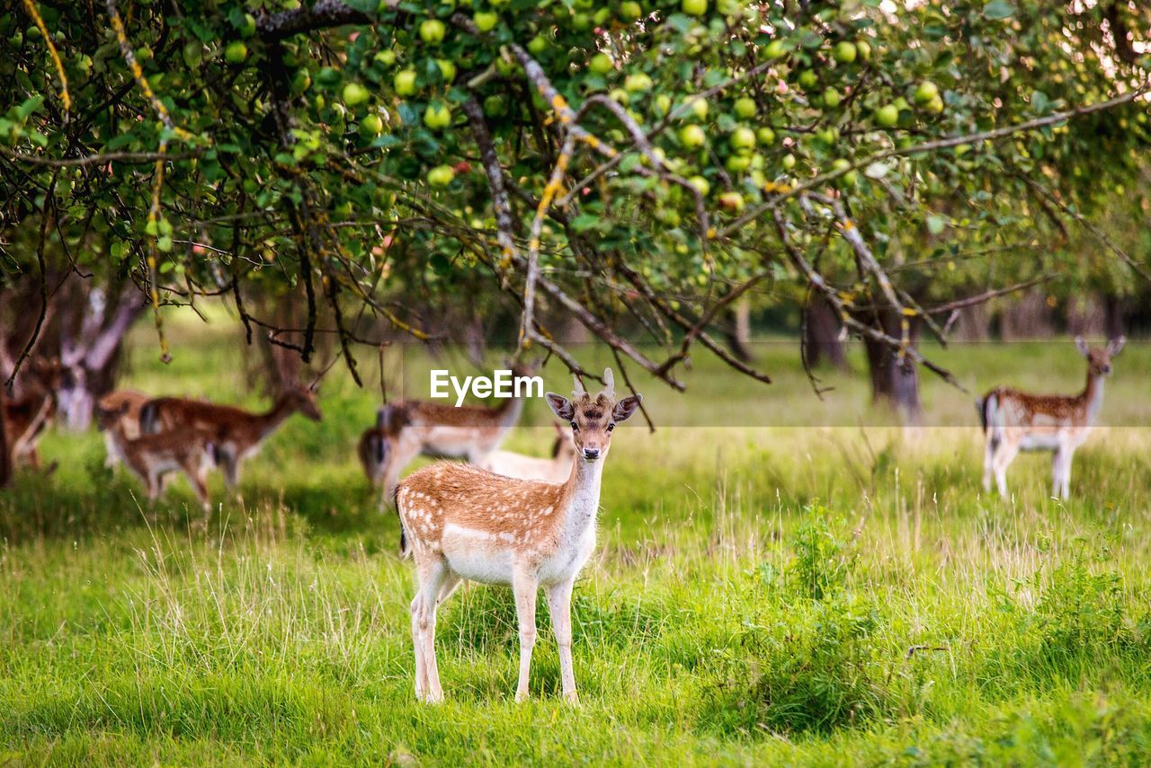 Young deers standing on field against trees