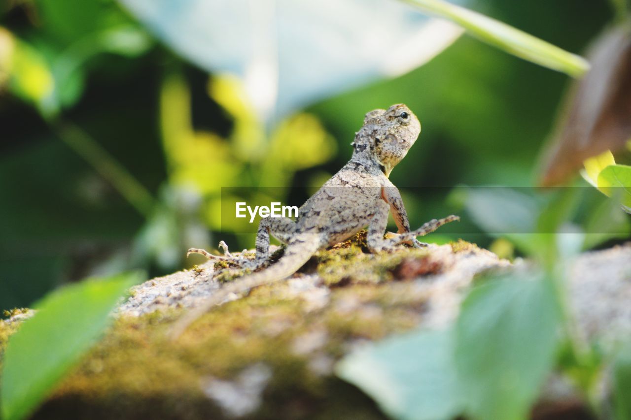 Close-up of lizard on rock