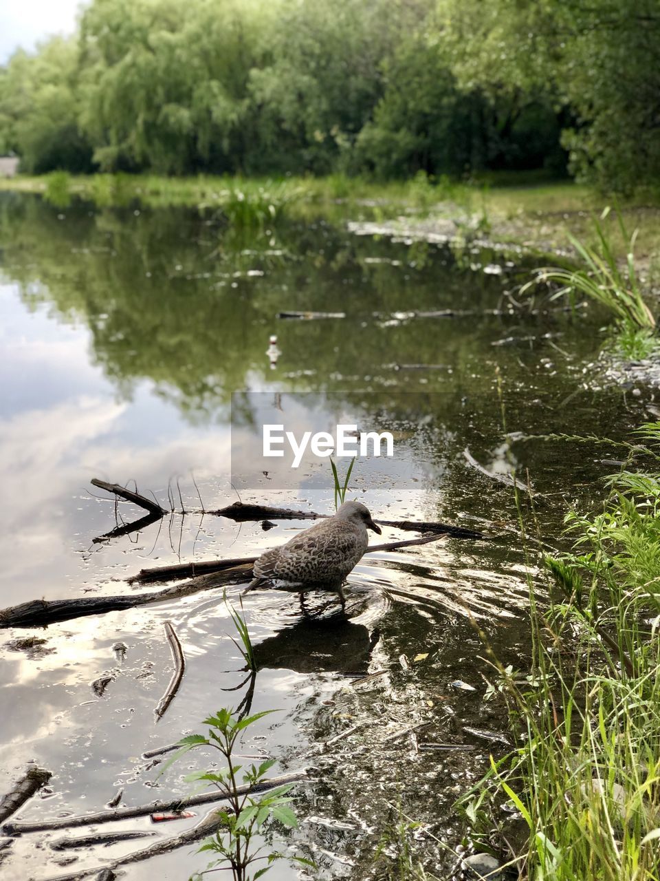 BIRDS IN LAKE