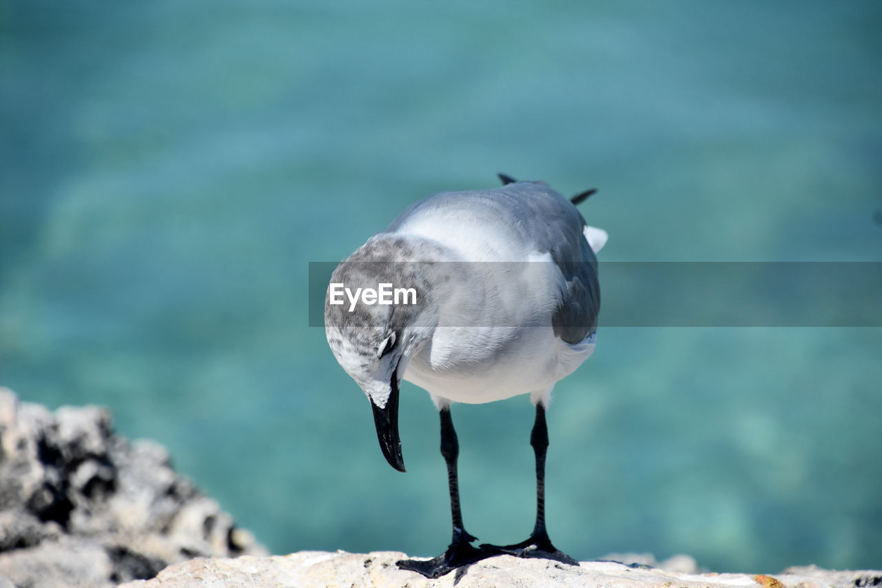 Adorable laughing gull looking down at his feet in aruba.