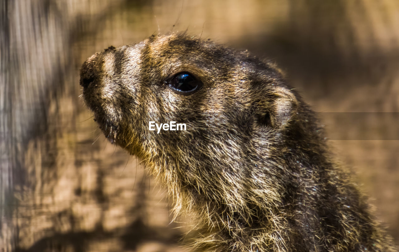 CLOSE-UP OF A RABBIT