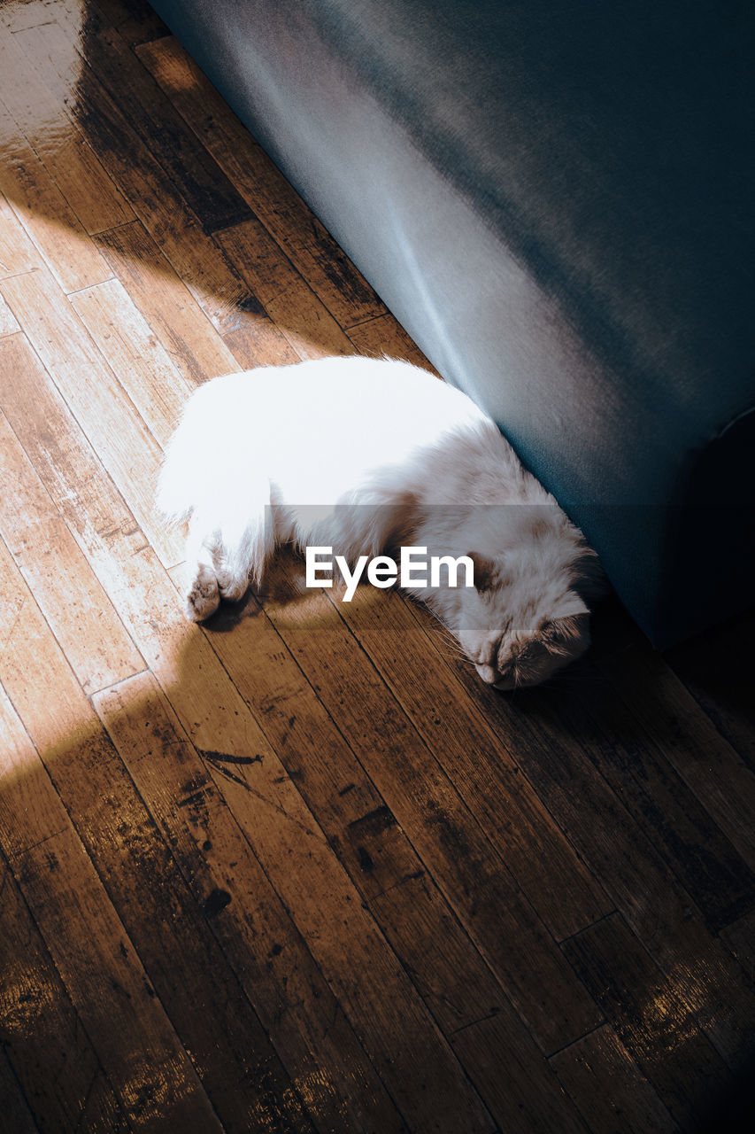 white, animal, animal themes, one animal, mammal, domestic animals, pet, cat, dog, relaxation, black, sleeping, lying down, blue, indoors, no people, hardwood floor, high angle view, canine, resting, wood, flooring, carnivore, darkness, day, puppy, skin, domestic cat, feline