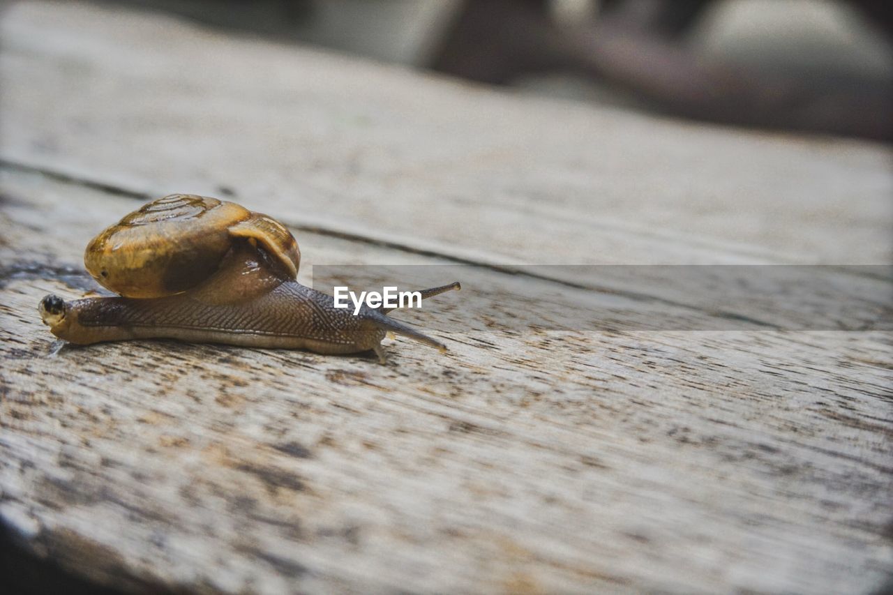 Close-up of snail on wood