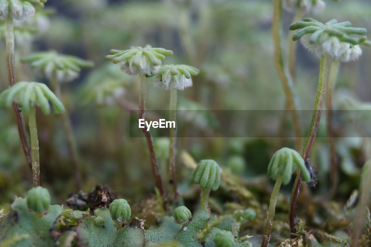 Close-up of flowering plant on field