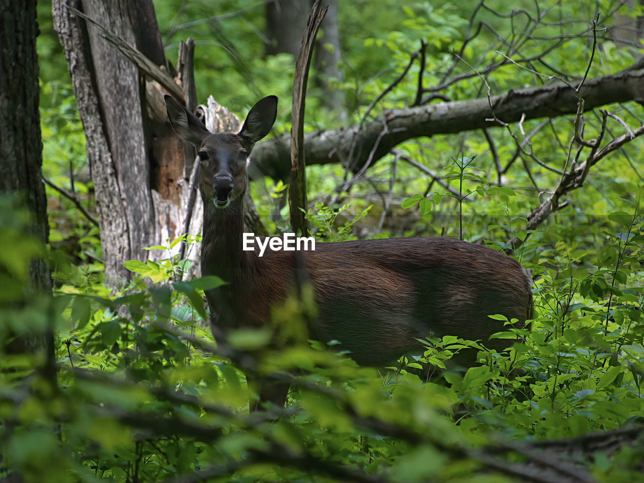 VIEW OF AN ANIMAL ON TREE