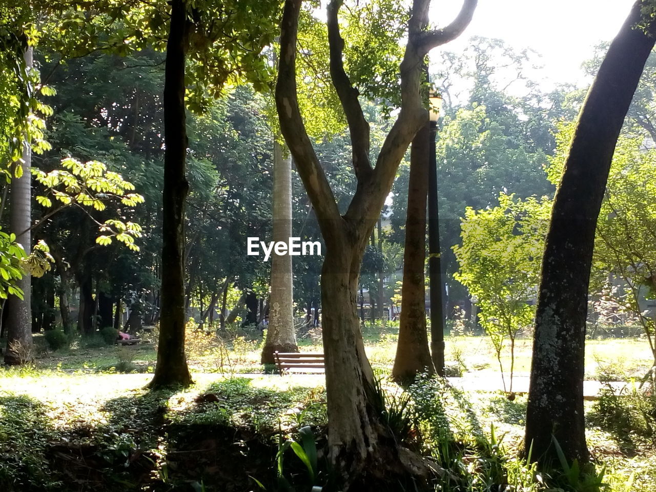 TREES GROWING IN FOREST