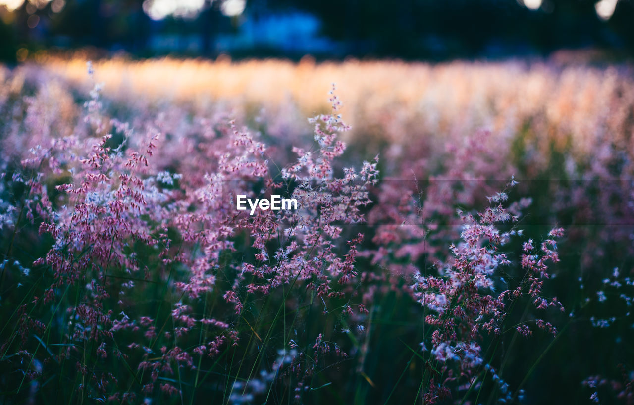 Close-up of purple flowering plants on field