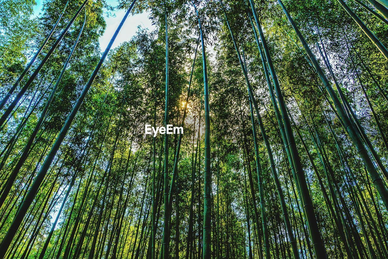 Low angle view of bamboo trees in forest