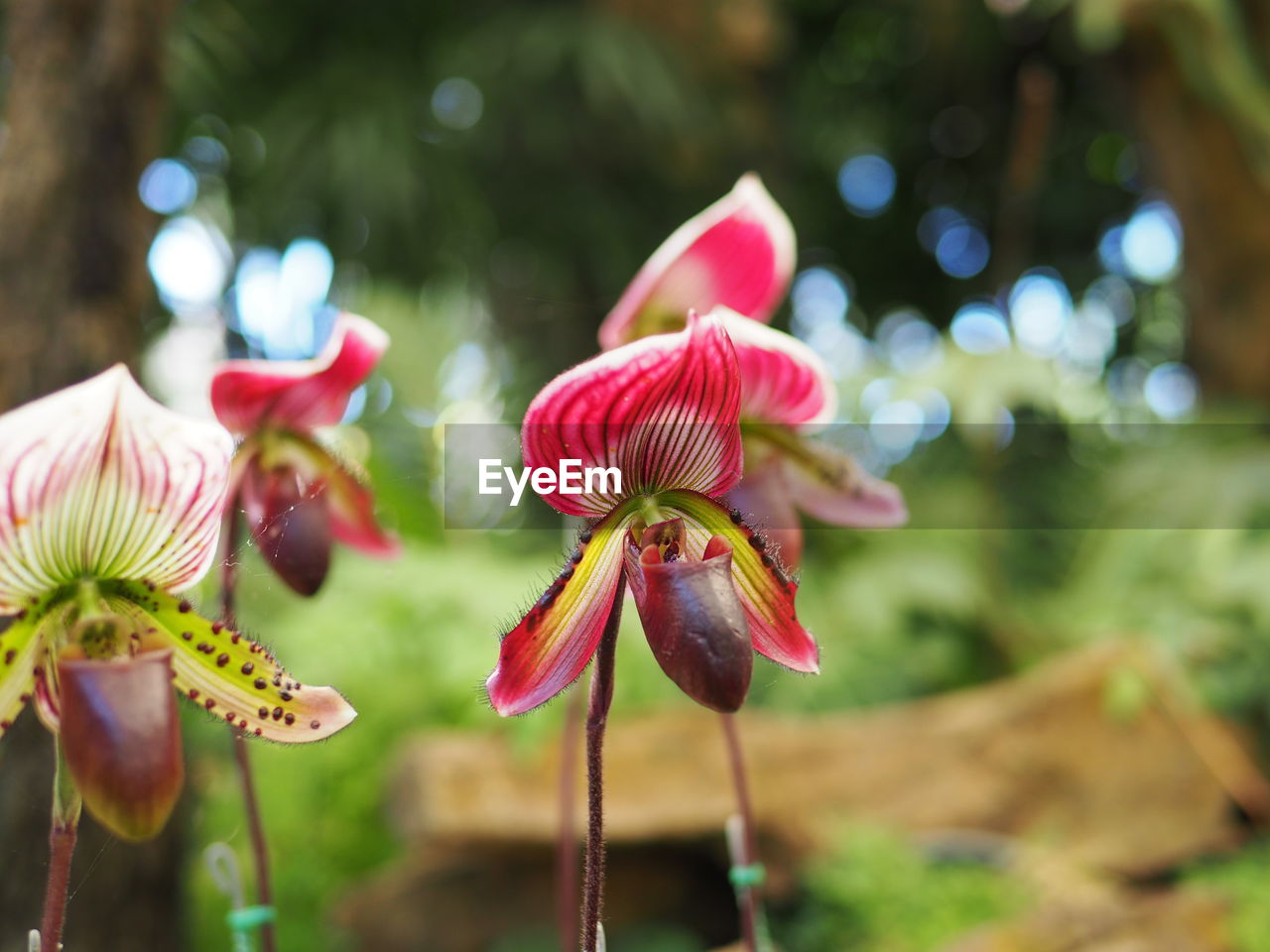 Close-up of flowers blooming outdoors