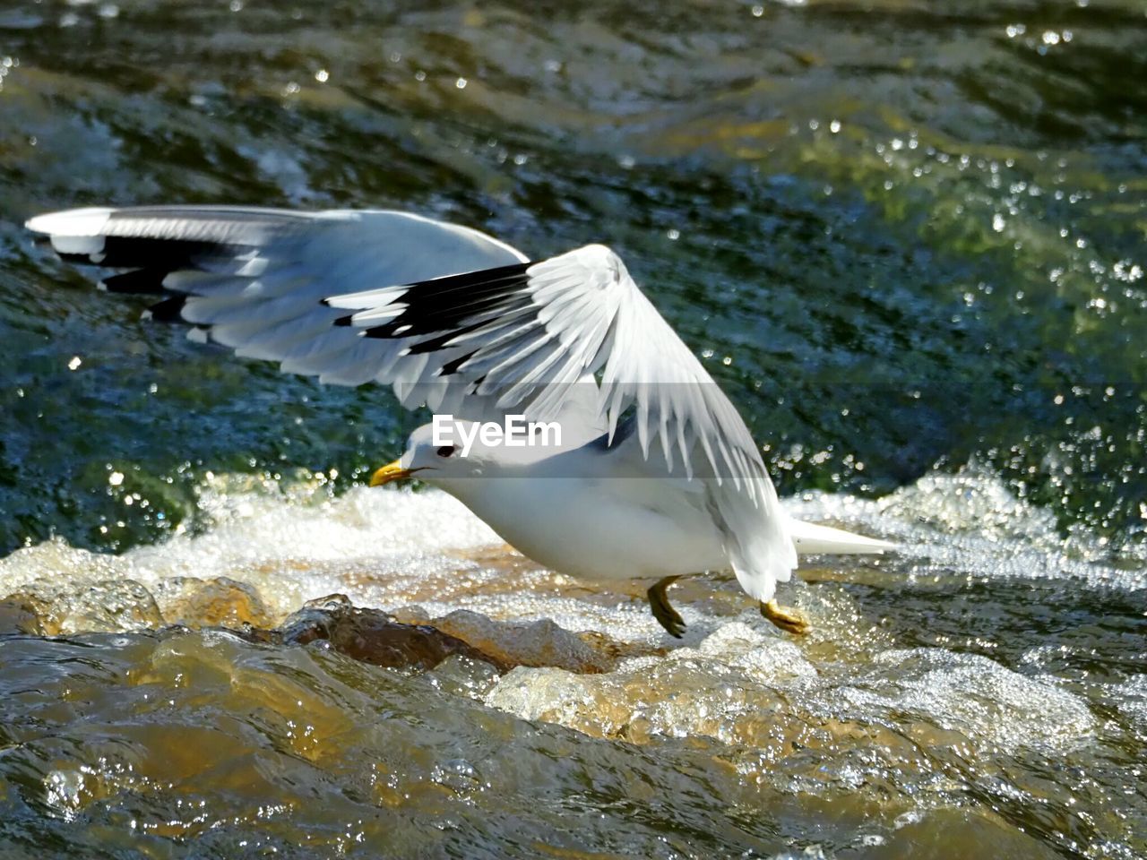 SIDE VIEW OF SEAGULL FLYING