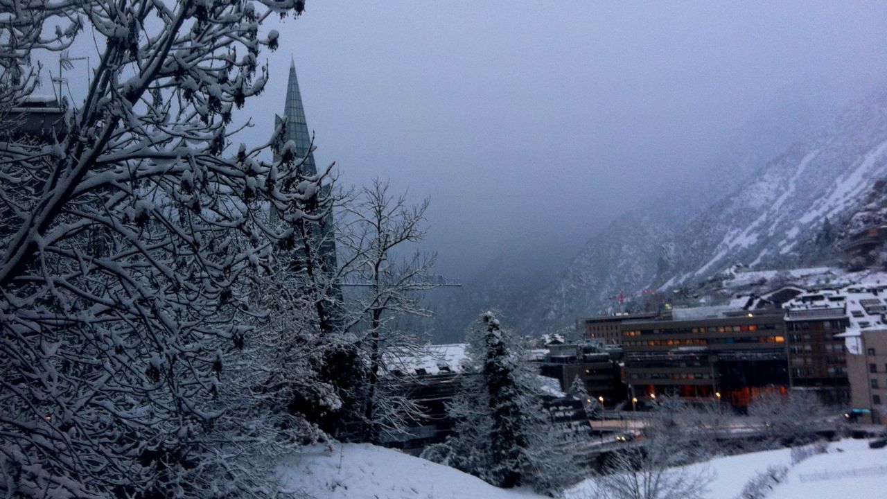 VIEW OF SNOW COVERED TREES