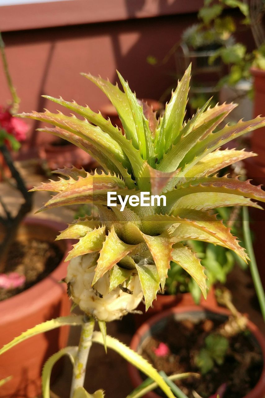 CLOSE-UP OF GREEN PLANT