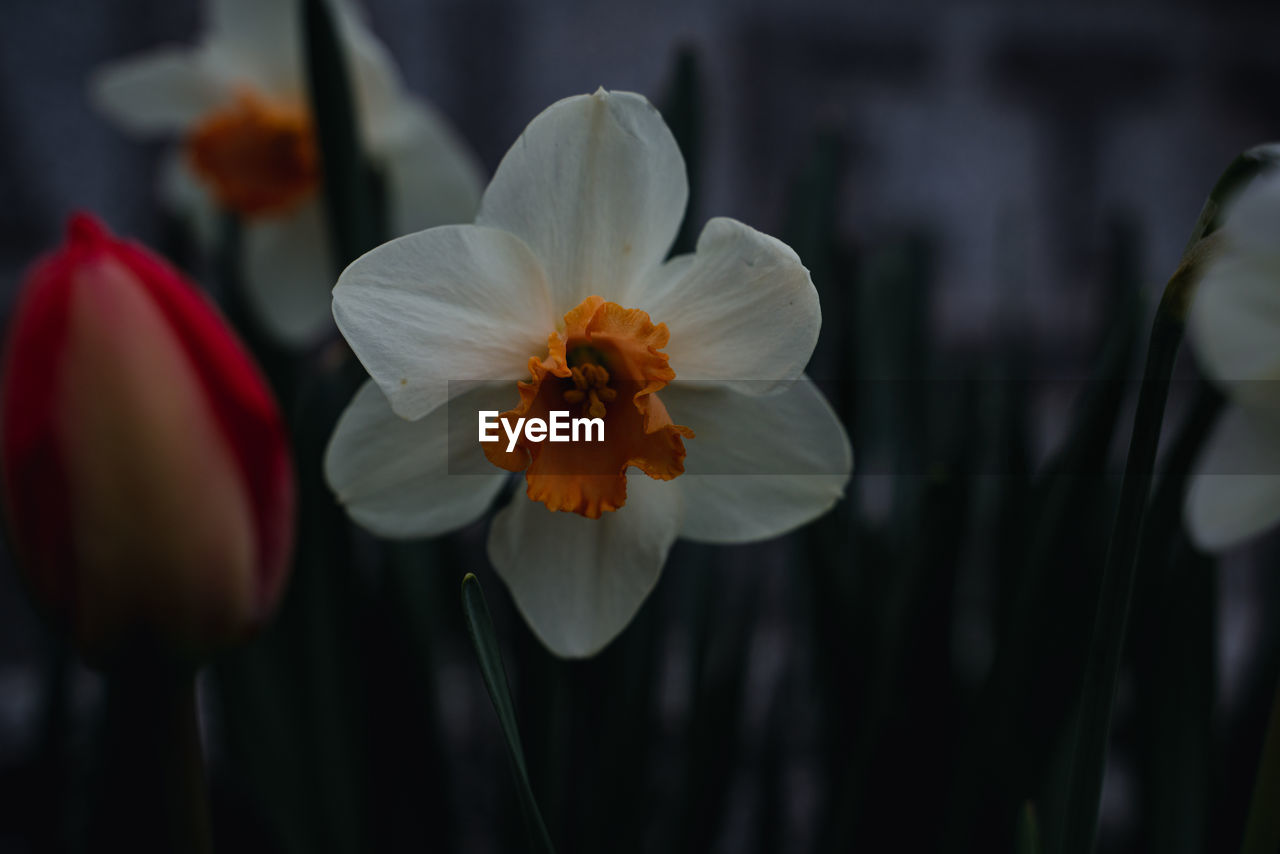 flower, flowering plant, plant, freshness, beauty in nature, petal, close-up, fragility, flower head, growth, inflorescence, nature, narcissus, focus on foreground, pollen, macro photography, no people, botany, white, outdoors, blossom, plant stem, springtime