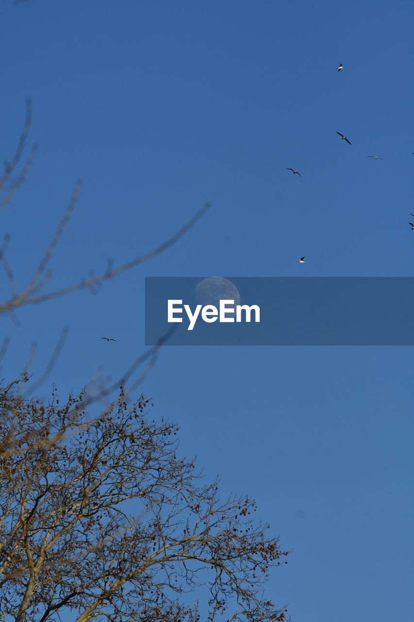 LOW ANGLE VIEW OF BLUE SKY AND TREE