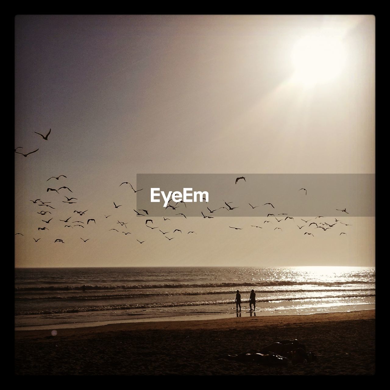 FLOCK OF BIRDS FLYING OVER BEACH AGAINST SKY