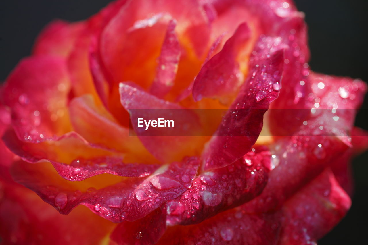 CLOSE-UP OF WET RED ROSE