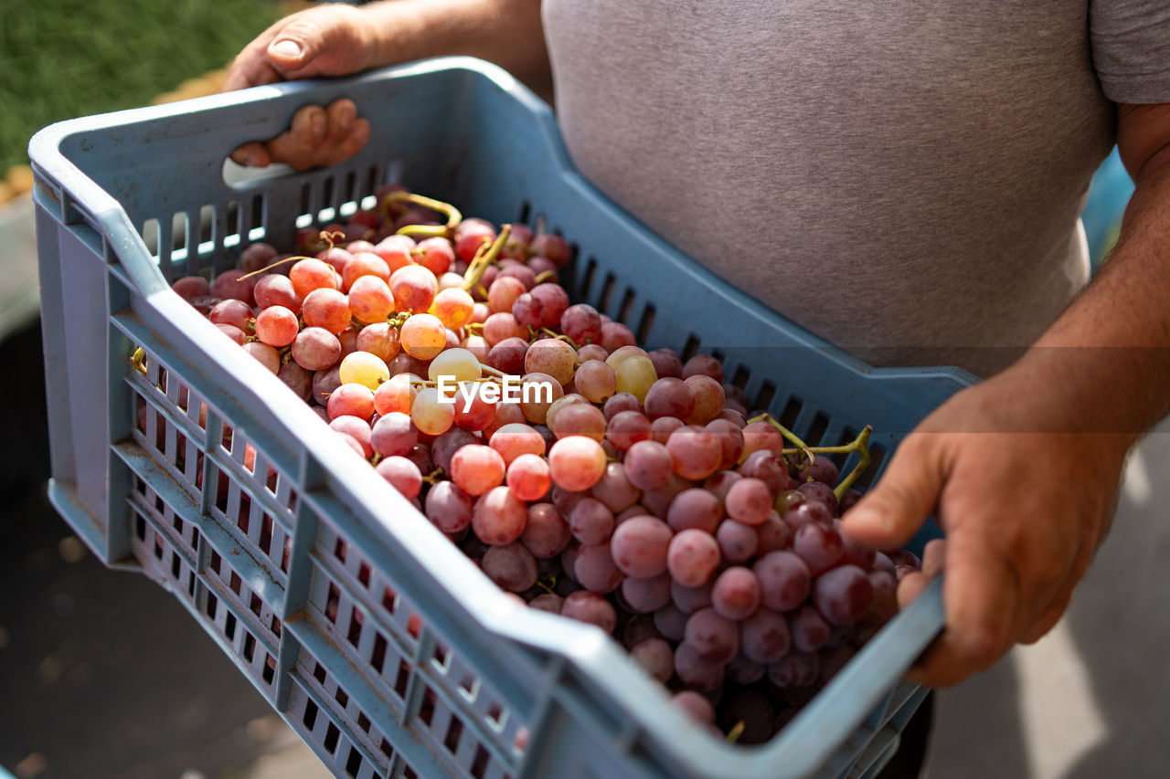 Close-up of a man's hand gently holding a crate filled with freshly harvested, juicy grapes.