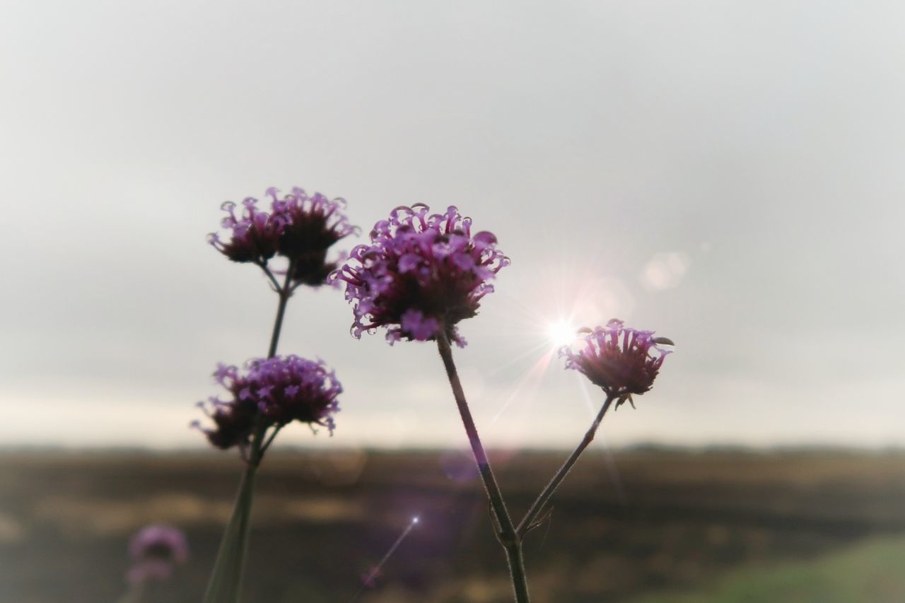 CLOSE-UP OF PURPLE FLOWERS GROWING IN FIELD