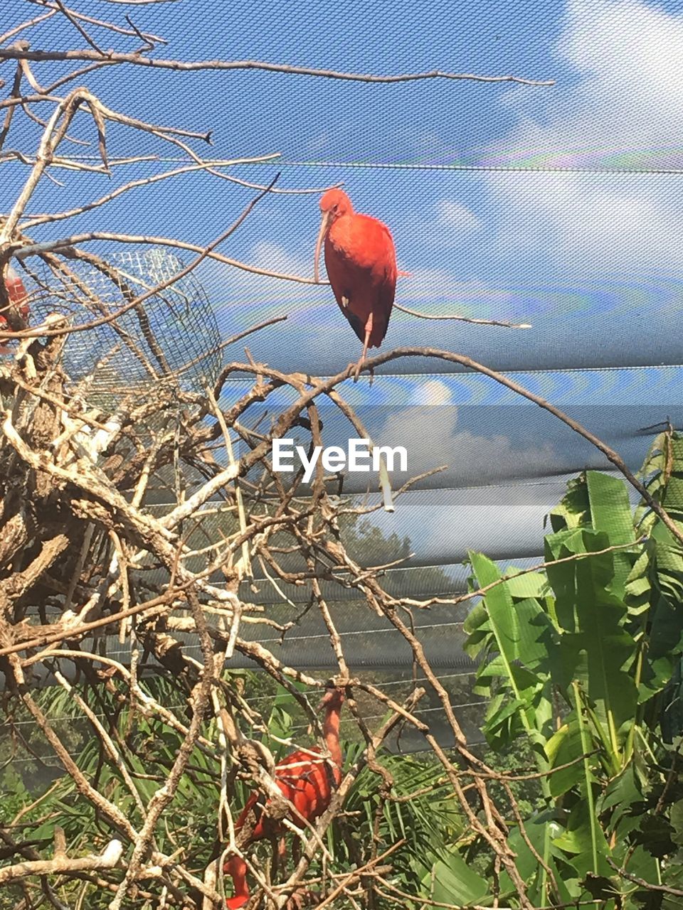 CLOSE-UP OF BIRD PERCHING ON RED TREE AGAINST SKY