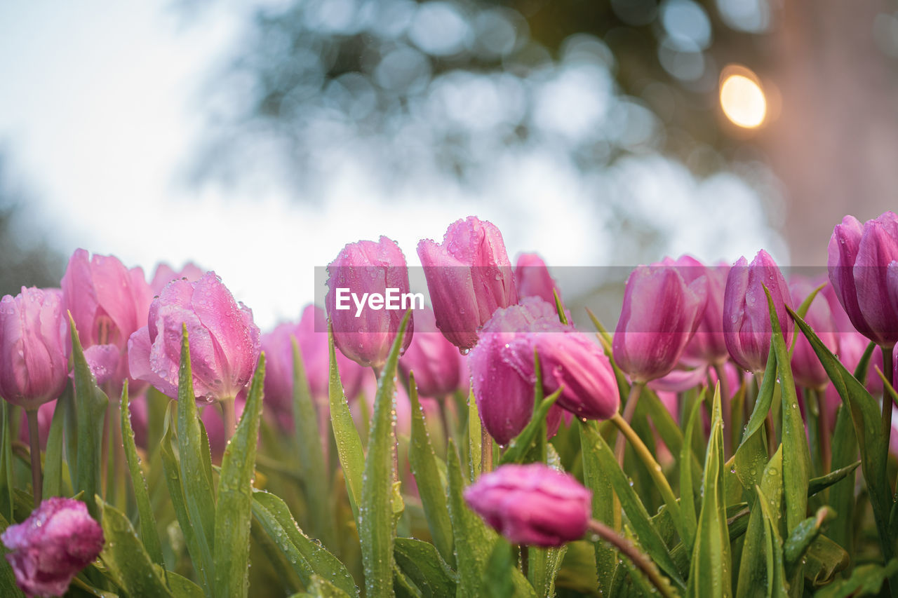 Close-up of pink flowers on field